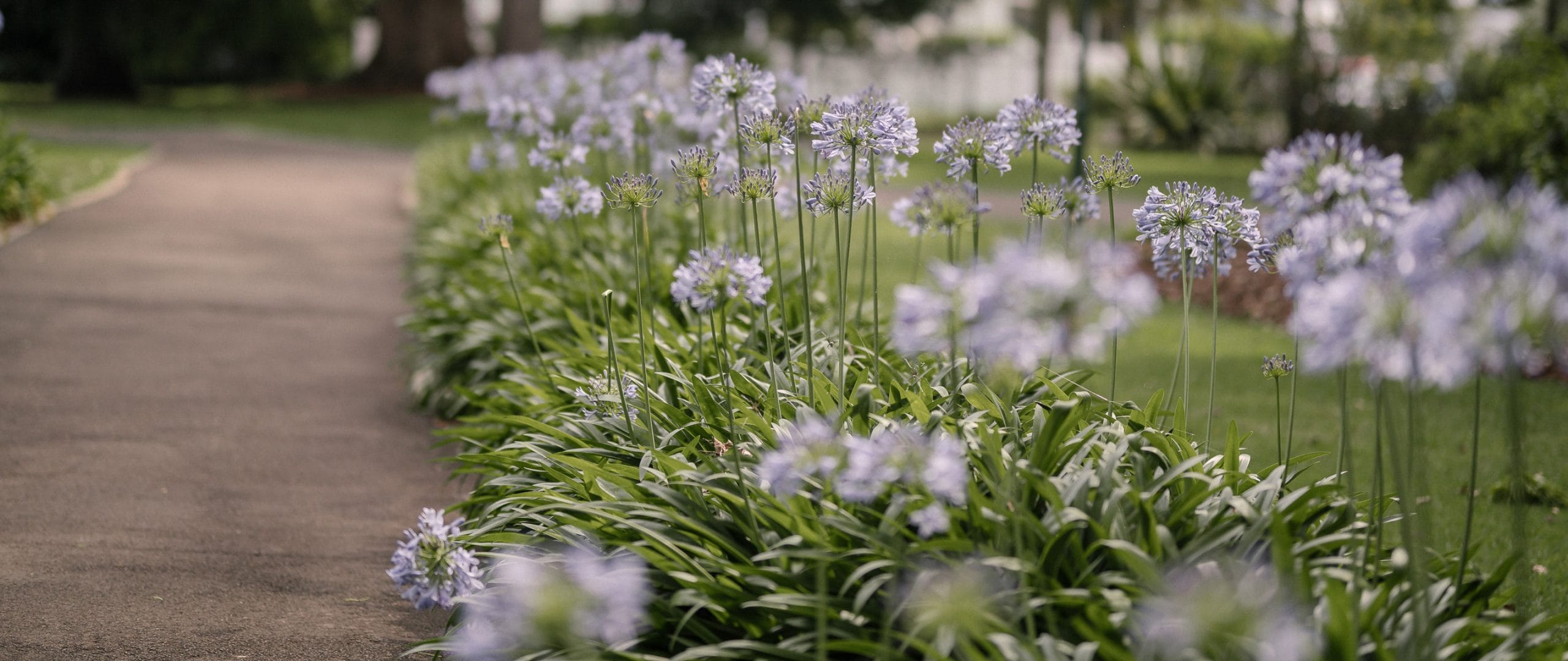 Agapanthus path beside a Queenslander home, opposite Queens Park